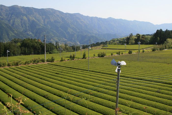 津野町の茶畑