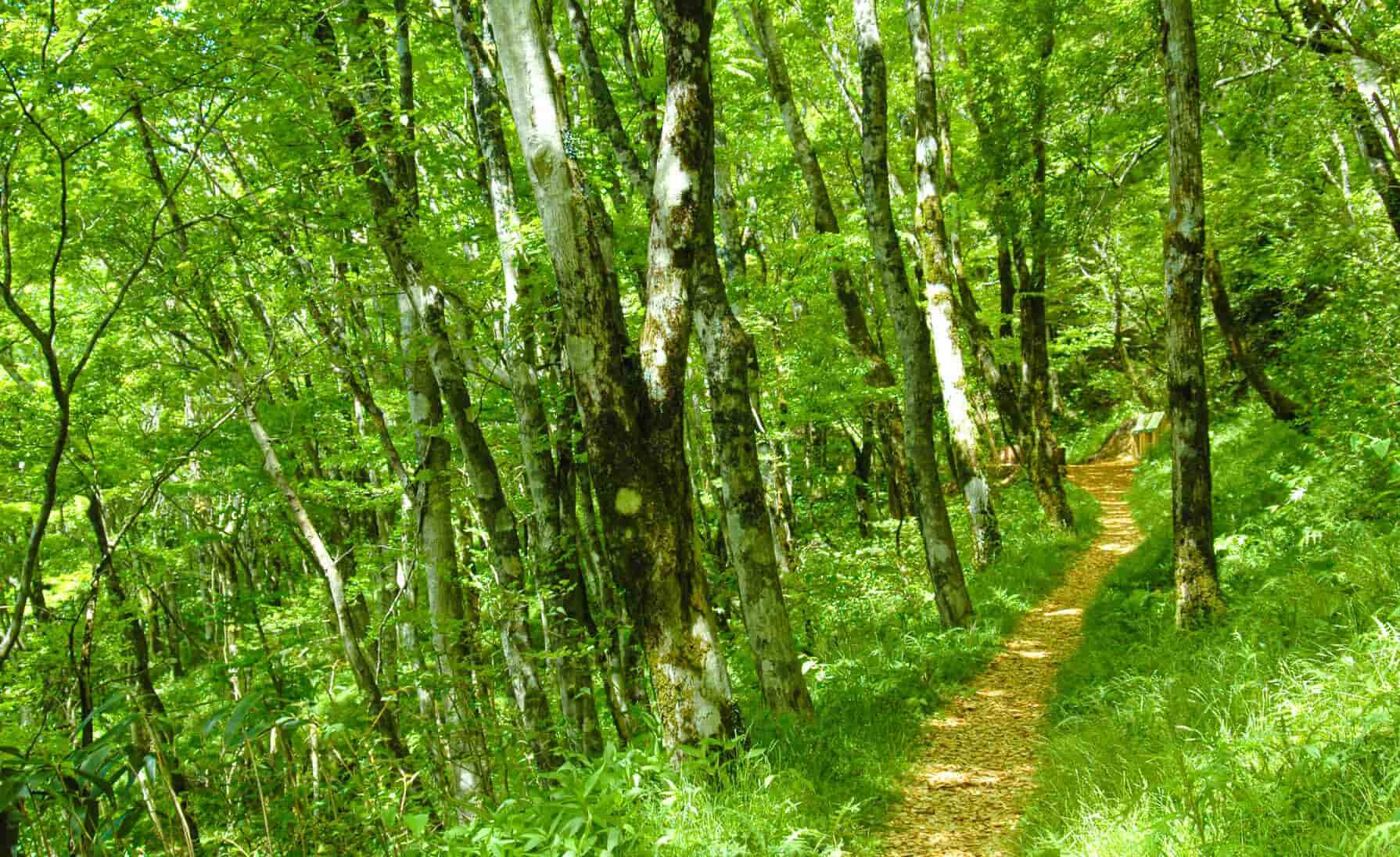 Forest Therapy Road