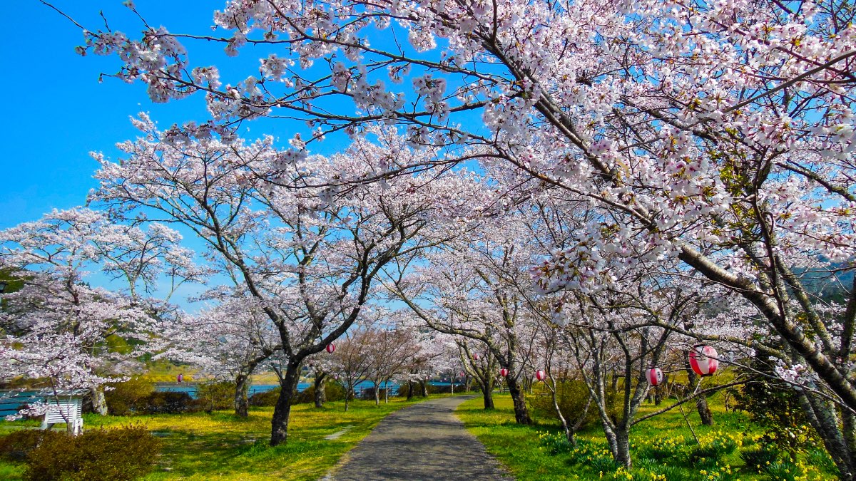 川沿いに咲き乱れる桜の名所。幻想的な夜桜も必見［家地川公園］