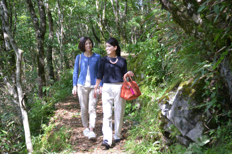 天狗高原森林セラピーロード 奥四万十時間 高知県奥四万十エリアの観光ガイド