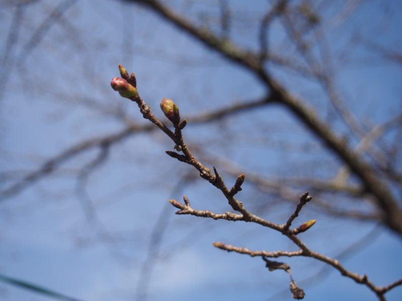 中土佐町で桜開花直前♪♪大坂谷川でお花見を…