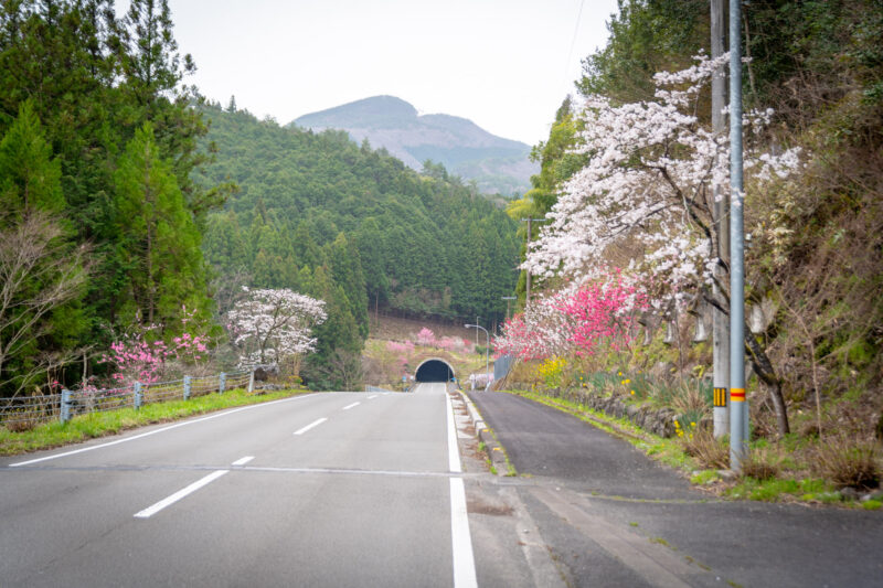 トンネルを抜けるとそこは春だった！津野町の春の便り
