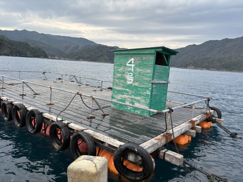 🎣矢井賀観光イカダ釣りやりゆうよ~