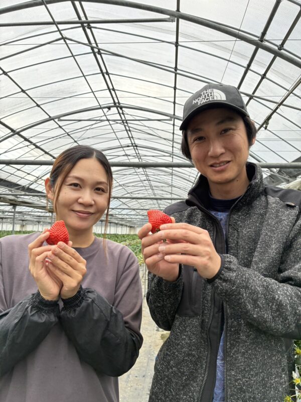 中土佐町に、いちごの季節がやってきました〜！🍓