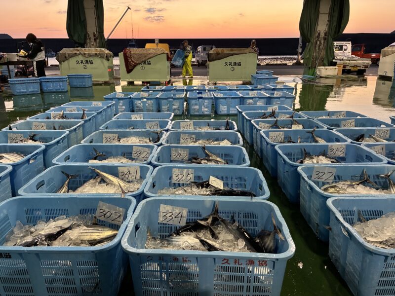3/11 久礼漁協4トンのかつおが並びました！