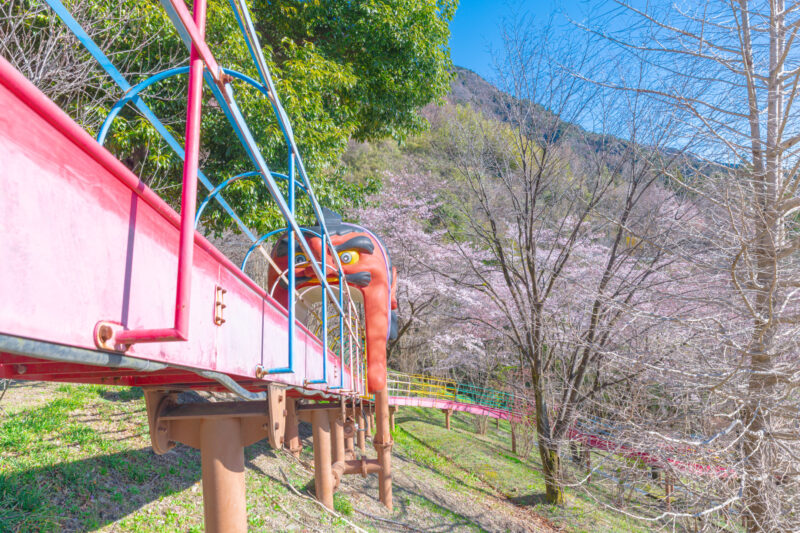 道の駅布施ヶ坂の桜が見頃間近!今週末は満開予想