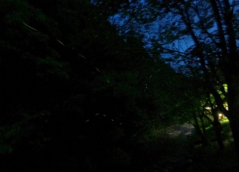 ホタルが来たよ！第二弾～中土佐町大野見・四万十源流の里