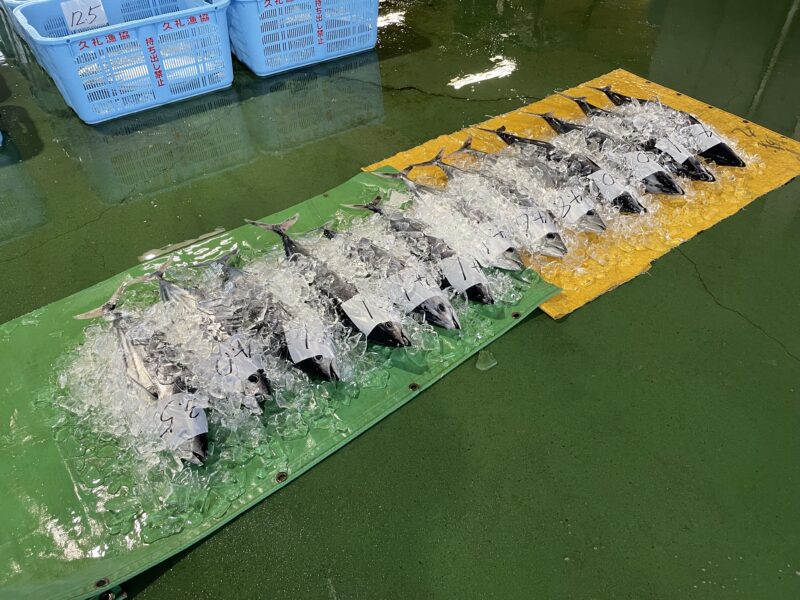 朝６時半の久礼新港はかつおにまみれる。