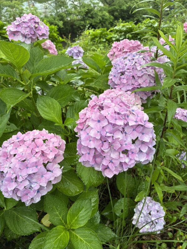 紫陽花(あじさい)の季節です!