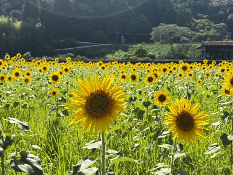 大野見・竹原地区から夏景色をお届け🌻