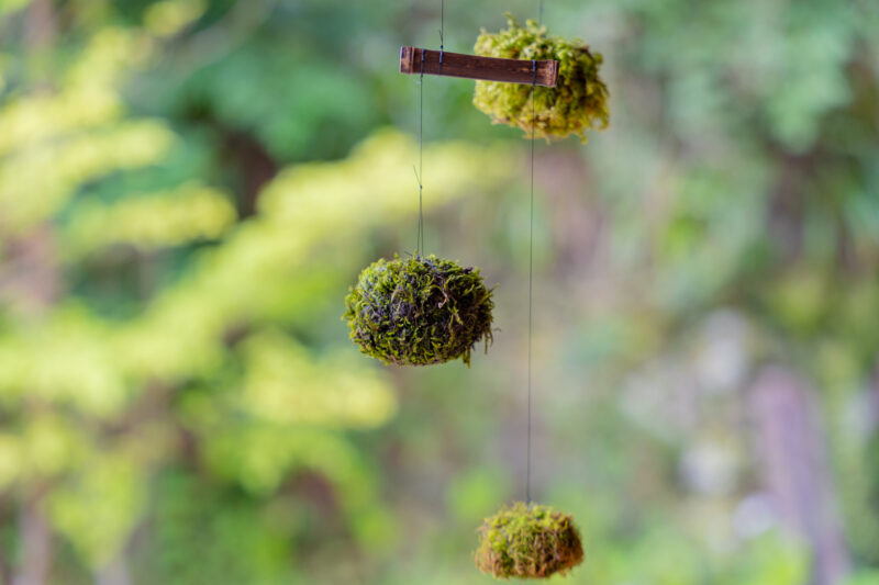雨の日は、苔と過ごす。吉村虎太郎邸で苔玉モビール作り